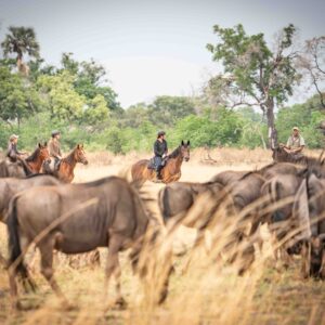8-daagse paardrijsafari in de Okavango Delta - Botswana - Afbeelding 4