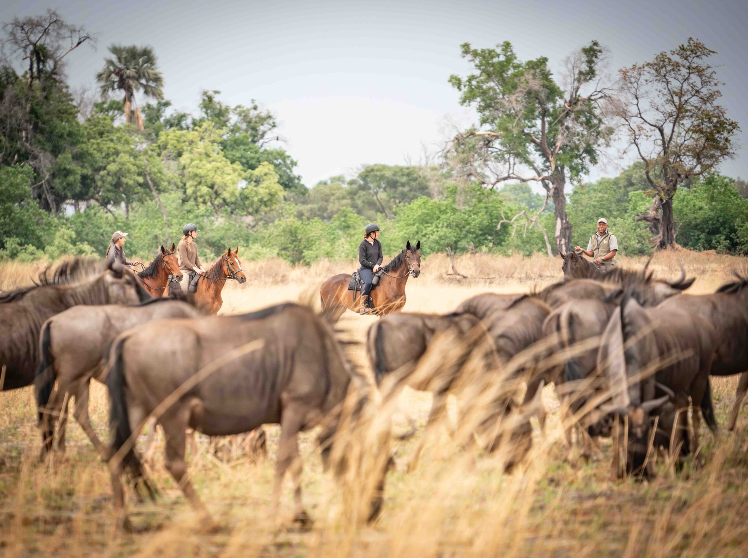 8-daagse paardrijsafari in de Okavango Delta - Botswana - Afbeelding 4