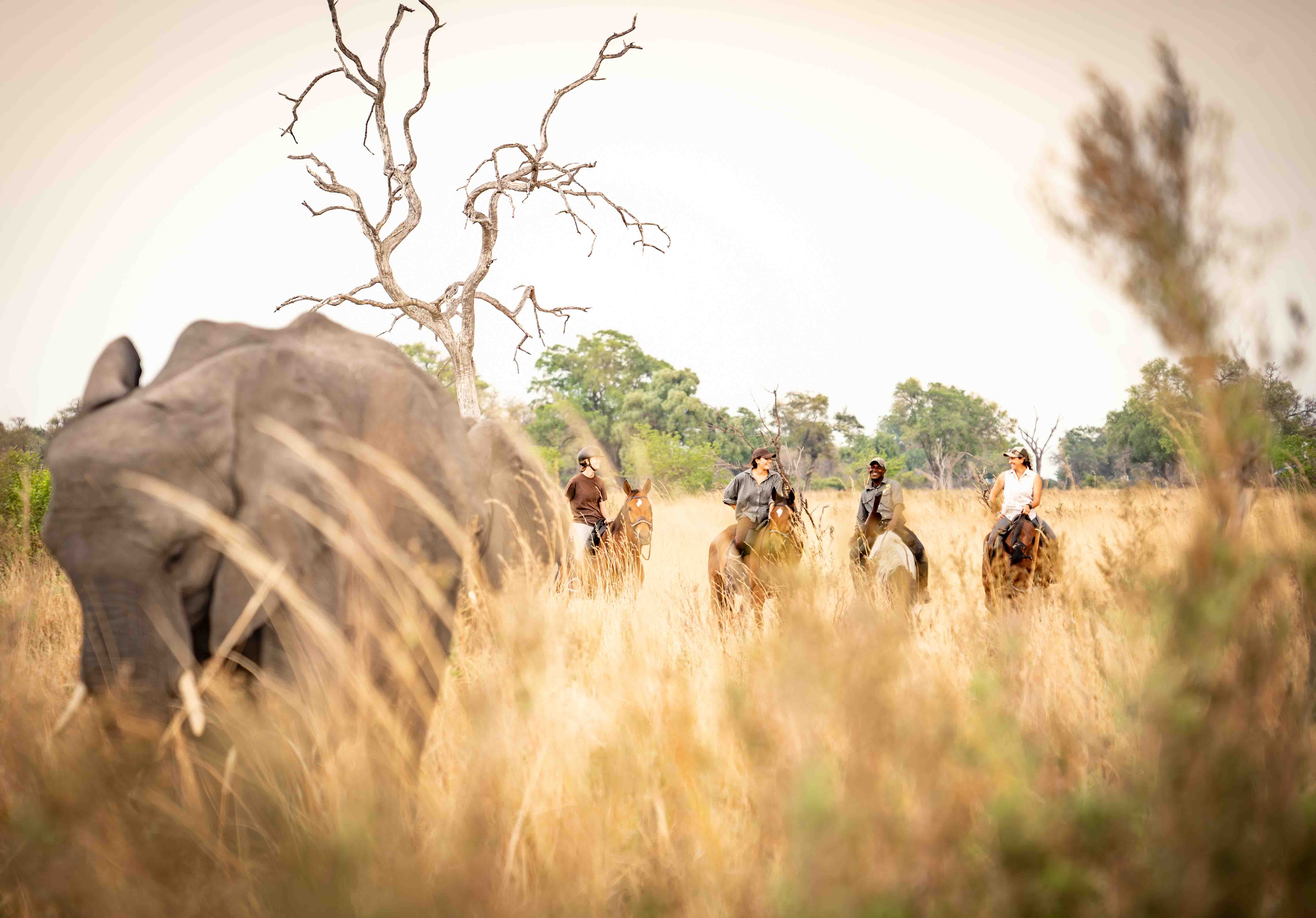 6-daagse paardrijsafari in de Okavango Delta - Botswana - Afbeelding 6