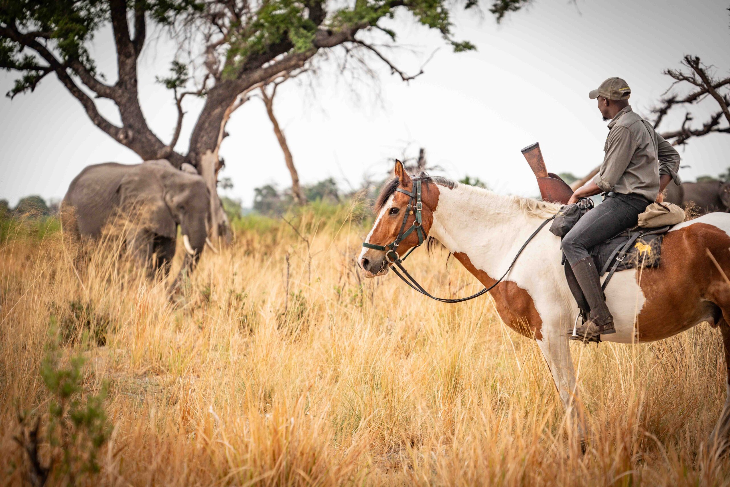 8-daagse paardrijsafari in de Okavango Delta - Botswana - Afbeelding 1