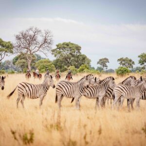 11-daagse Paardrijsafari in de Okavango Delta – Botswana - Afbeelding 5