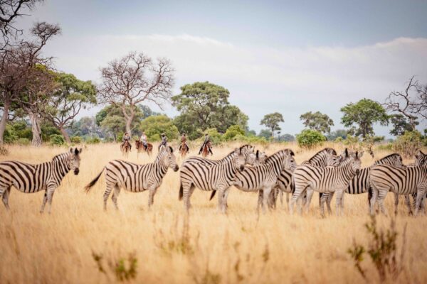 11-daagse Paardrijsafari in de Okavango Delta – Botswana