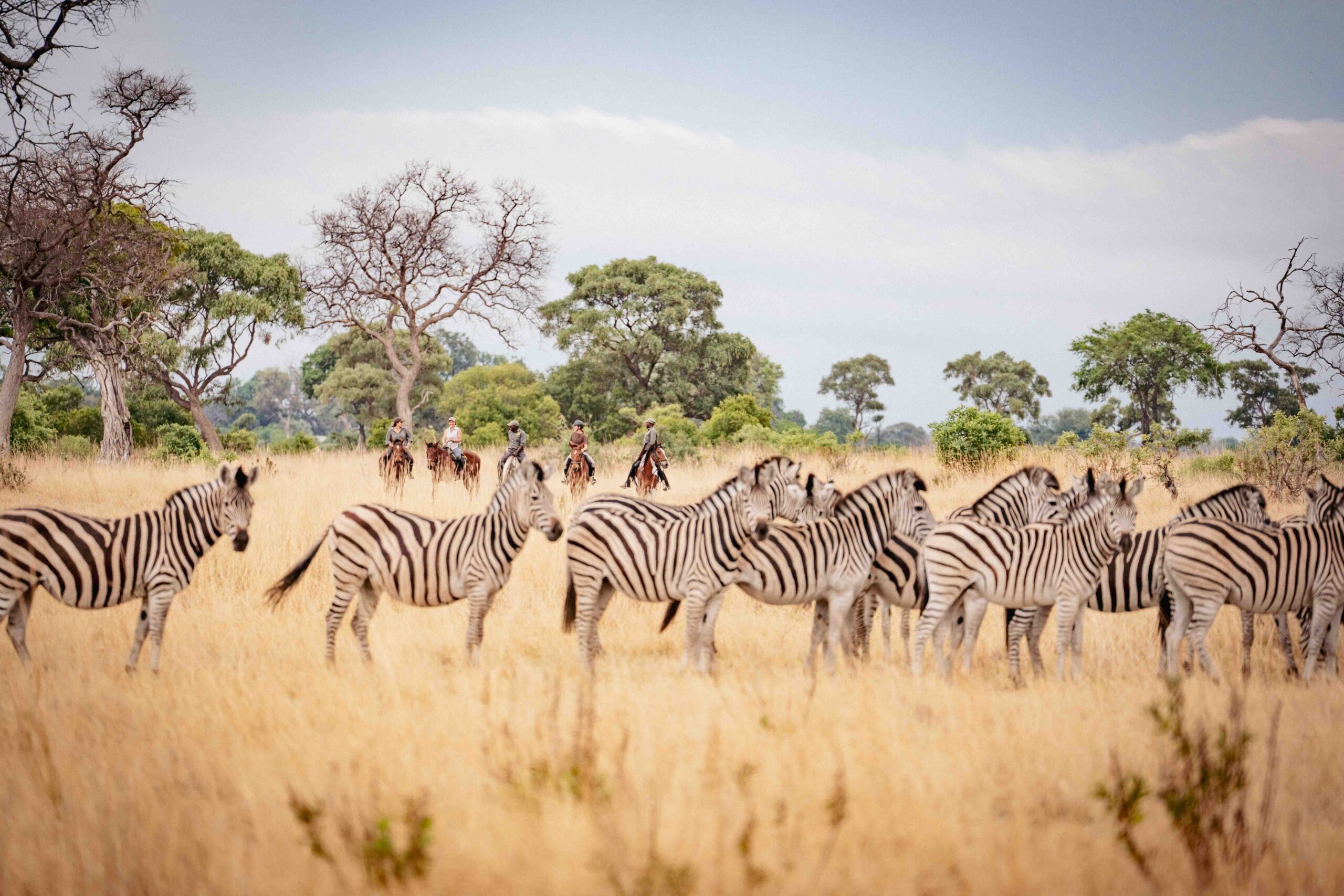 11-daagse Paardrijsafari in de Okavango Delta – Botswana - Afbeelding 5