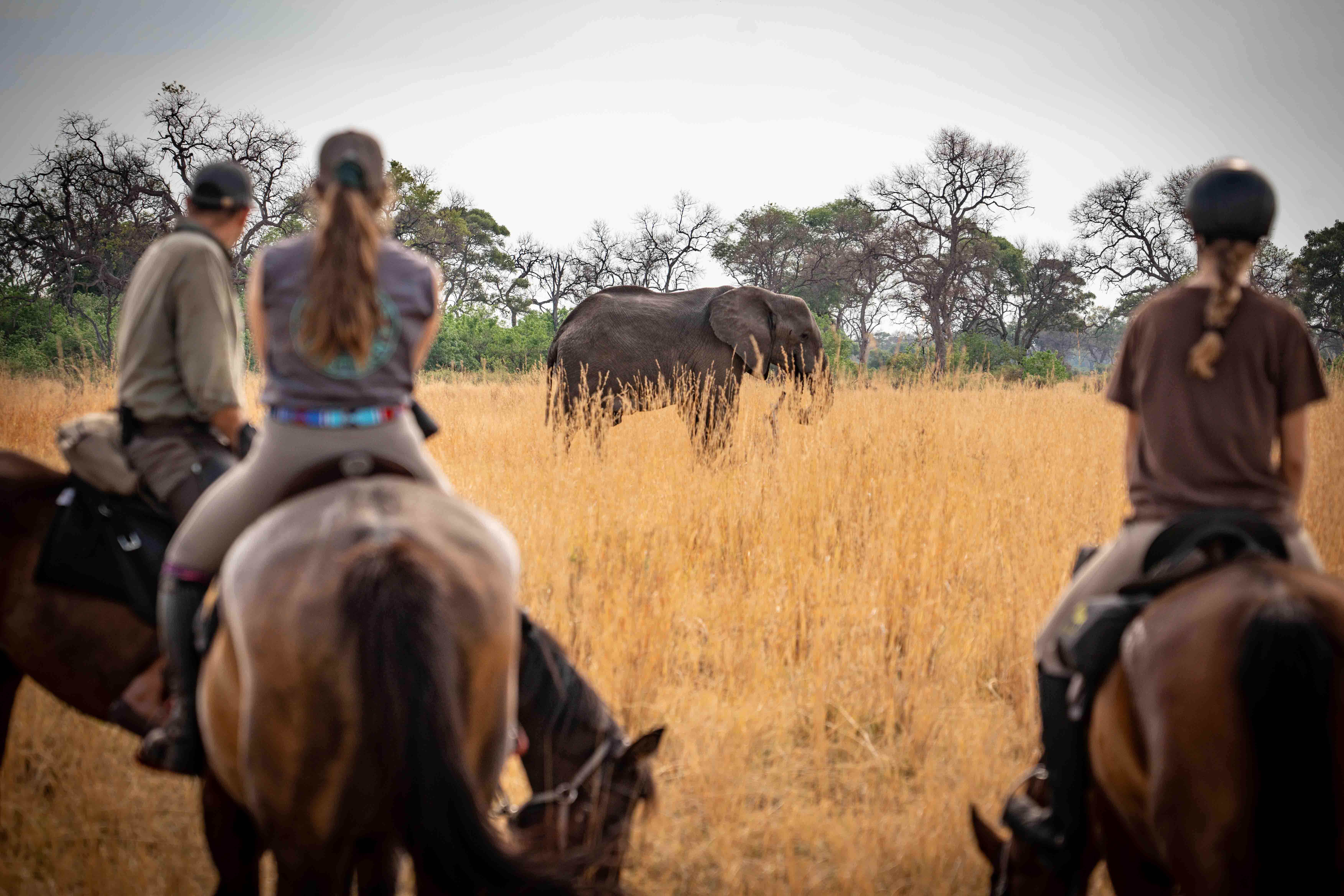 11-daagse Paardrijsafari in de Okavango Delta – Botswana - Afbeelding 6