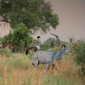 6-daagse paardrijsafari in de Okavango Delta - Botswana - Afbeelding 4