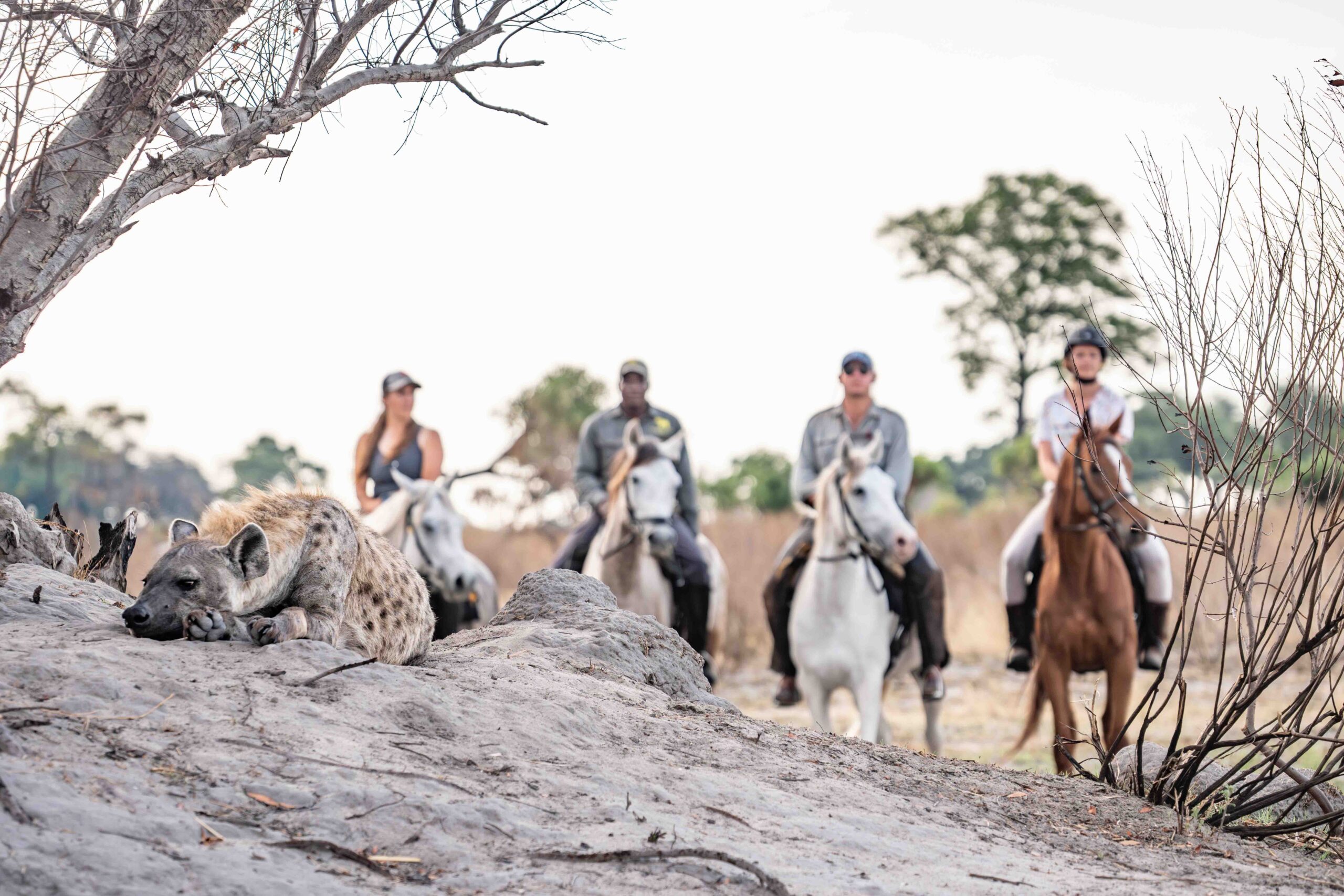11-daagse Paardrijsafari in de Okavango Delta – Botswana - Afbeelding 4