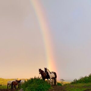 7-daagse paardrijtocht Atlantic Trail  – Ierland - Afbeelding 20