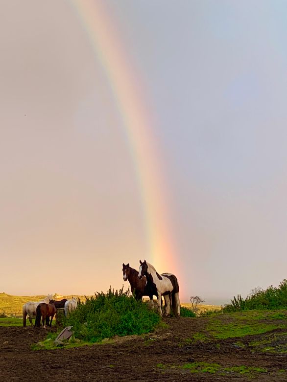 7-daagse paardrijtocht Atlantic Trail  – Ierland