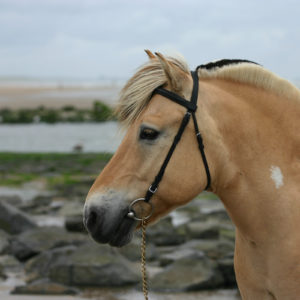 Paardrijdagtocht rond South Mesna Lake (evt. met overnachting) - Noorwegen