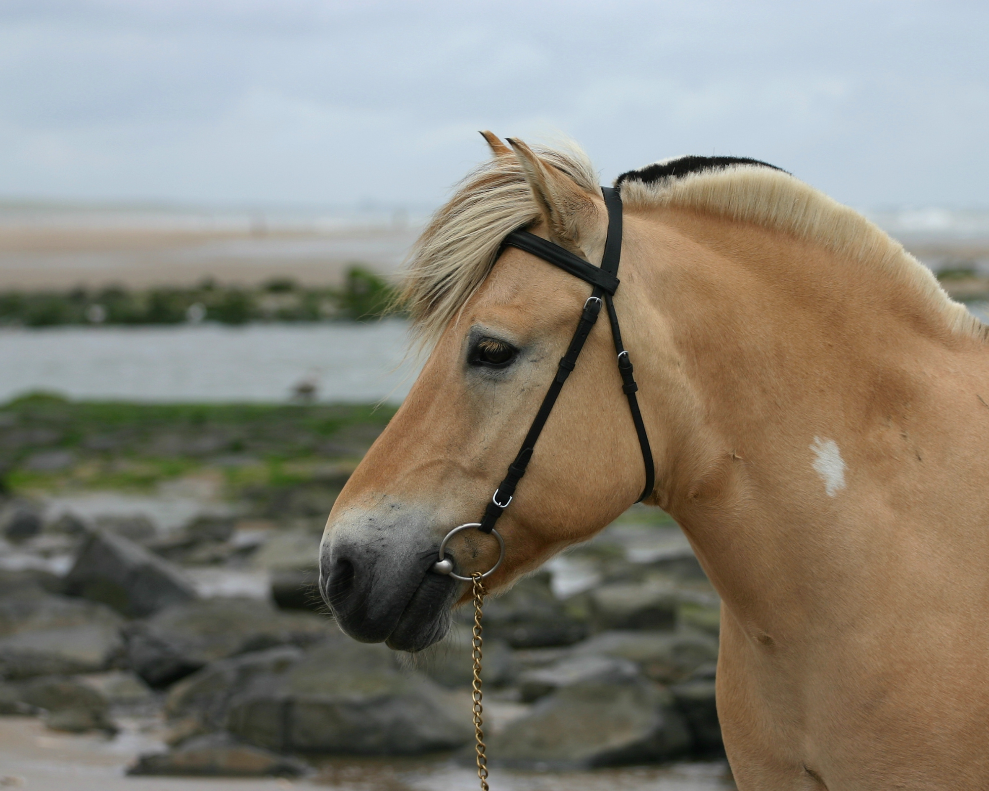 Paardrijdagtocht rond South Mesna Lake (evt. met overnachting) - Noorwegen - Afbeelding 1