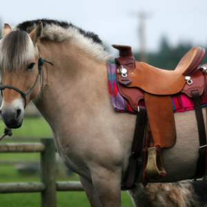 3-daagse Paard en Yoga cursus in Lillehammer - Noorwegen