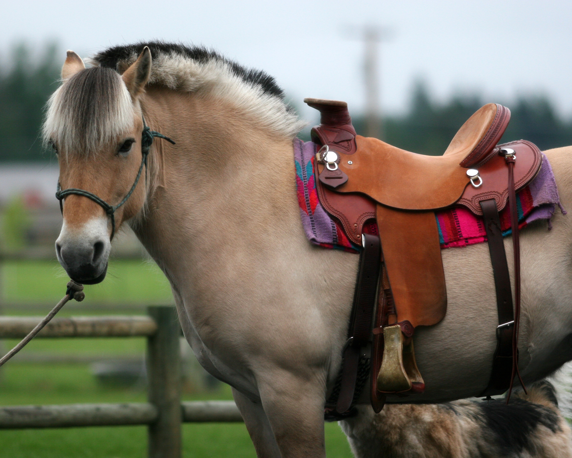 3-daagse Paard en Yoga cursus in Lillehammer - Noorwegen - Afbeelding 1