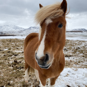 3-daagse paardrijtocht Out in the Blue de bergen Innlandet - Noorwegen