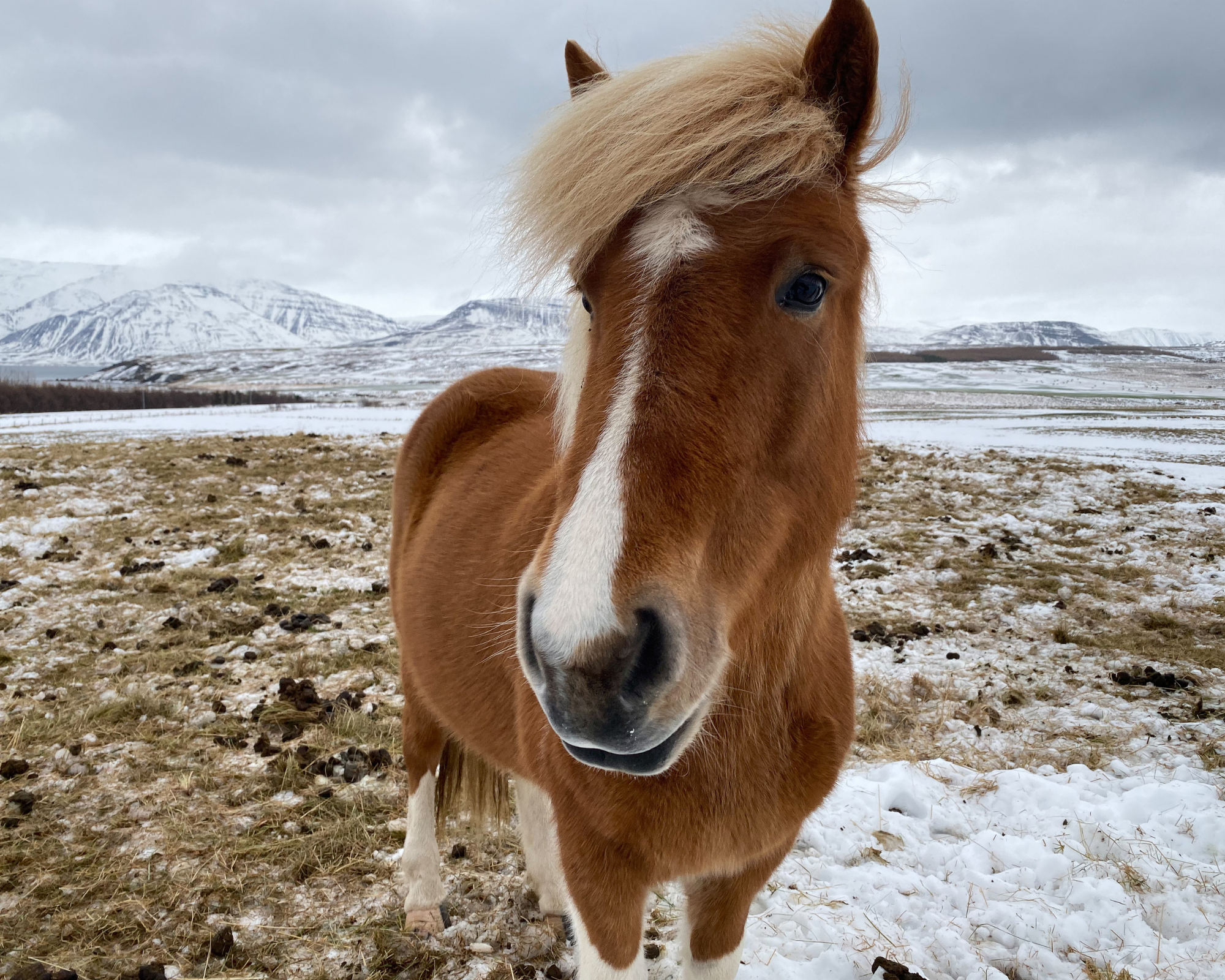 3-daagse paardrijtocht Out in the Blue de bergen Innlandet - Noorwegen - Afbeelding 1