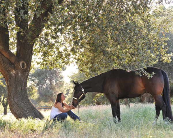 Retraite paard & natuur op de zuidkust van IJsland