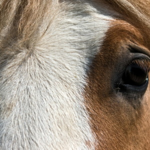 Retraite Katholiek op een Western Ranch in Wolf Creek - Montana