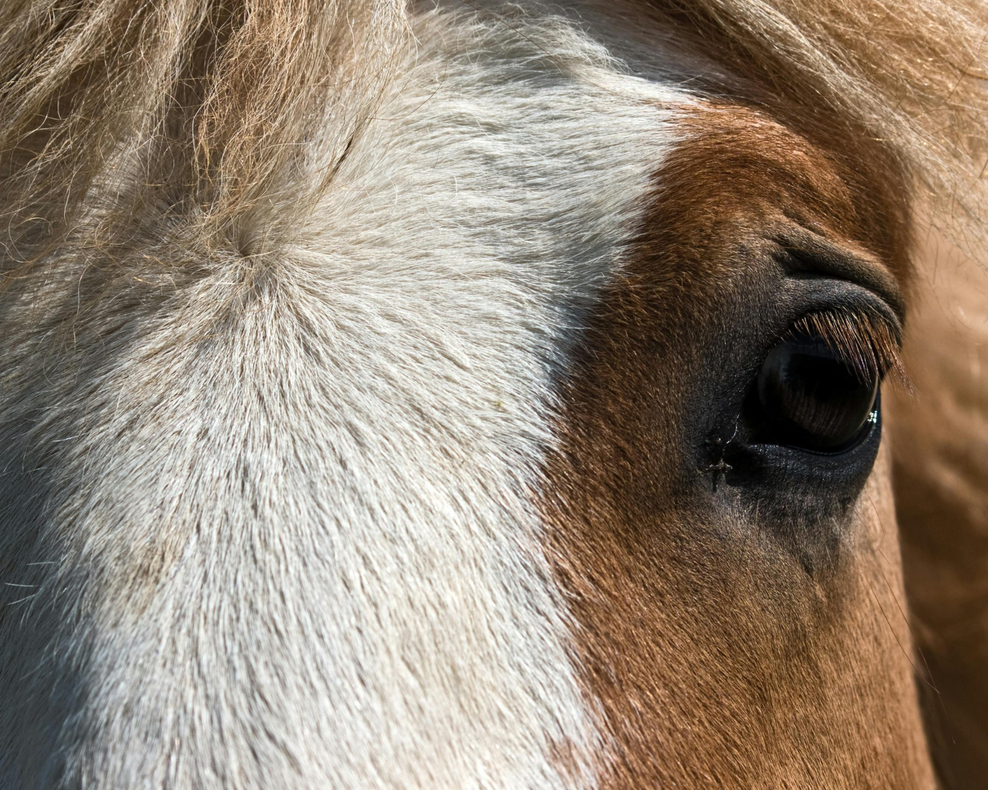 Retraite Katholiek op een Western Ranch in Wolf Creek - Montana - Afbeelding 1