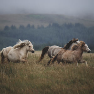 Paardrijdagtocht naar het Black Sand Beach (evt. met overnachting) - IJsland