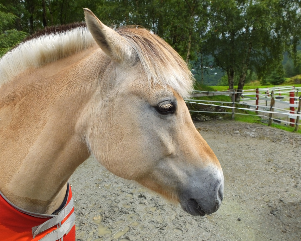 3-daagse Quadrille-cursus met overnachting nabij Lillehammer - Noorwegen