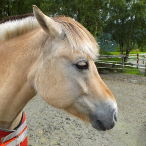 3-daagse Quadrille-cursus met overnachting nabij Lillehammer - Noorwegen