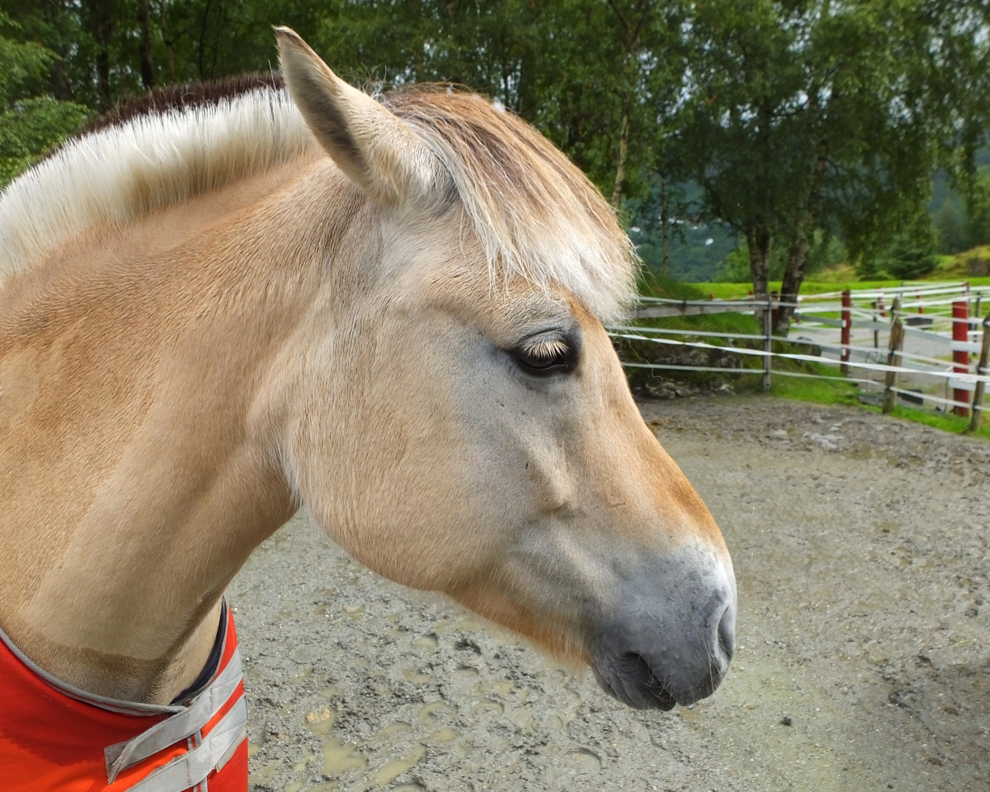 3-daagse Quadrille-cursus met overnachting nabij Lillehammer - Noorwegen - Afbeelding 1
