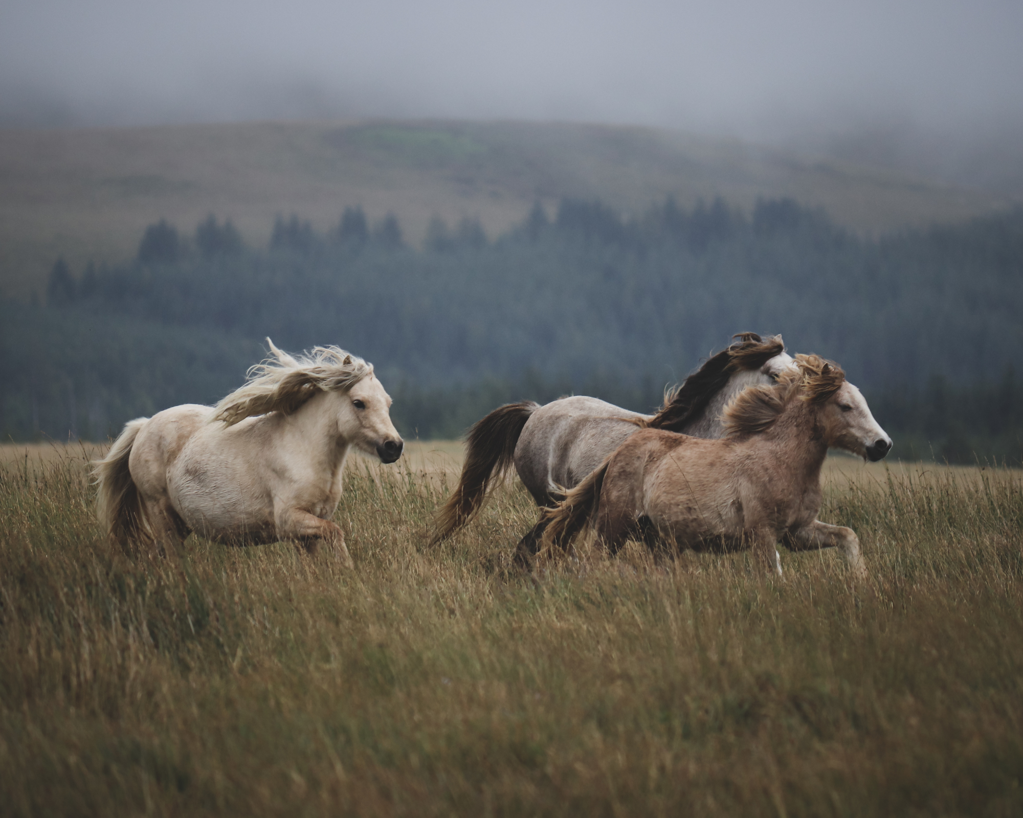 Paardrijdagtocht naar het Black Sand Beach (evt. met overnachting) - IJsland