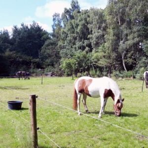Paardrijkamp met je eigen paard voor ouder & kind Westerveld Drenthe - Nederland - Afbeelding 8