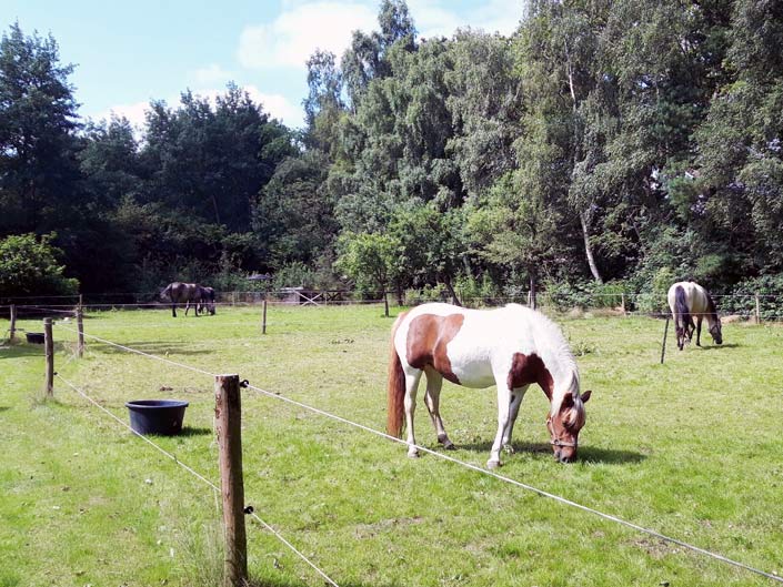 Paardrijkamp met je eigen paard voor ouder & kind Westerveld Drenthe - Nederland