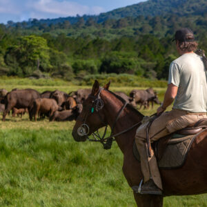 4-daagse Paardrijsafari Buffels, Bergen & Magie - Tanzania - Afbeelding 13