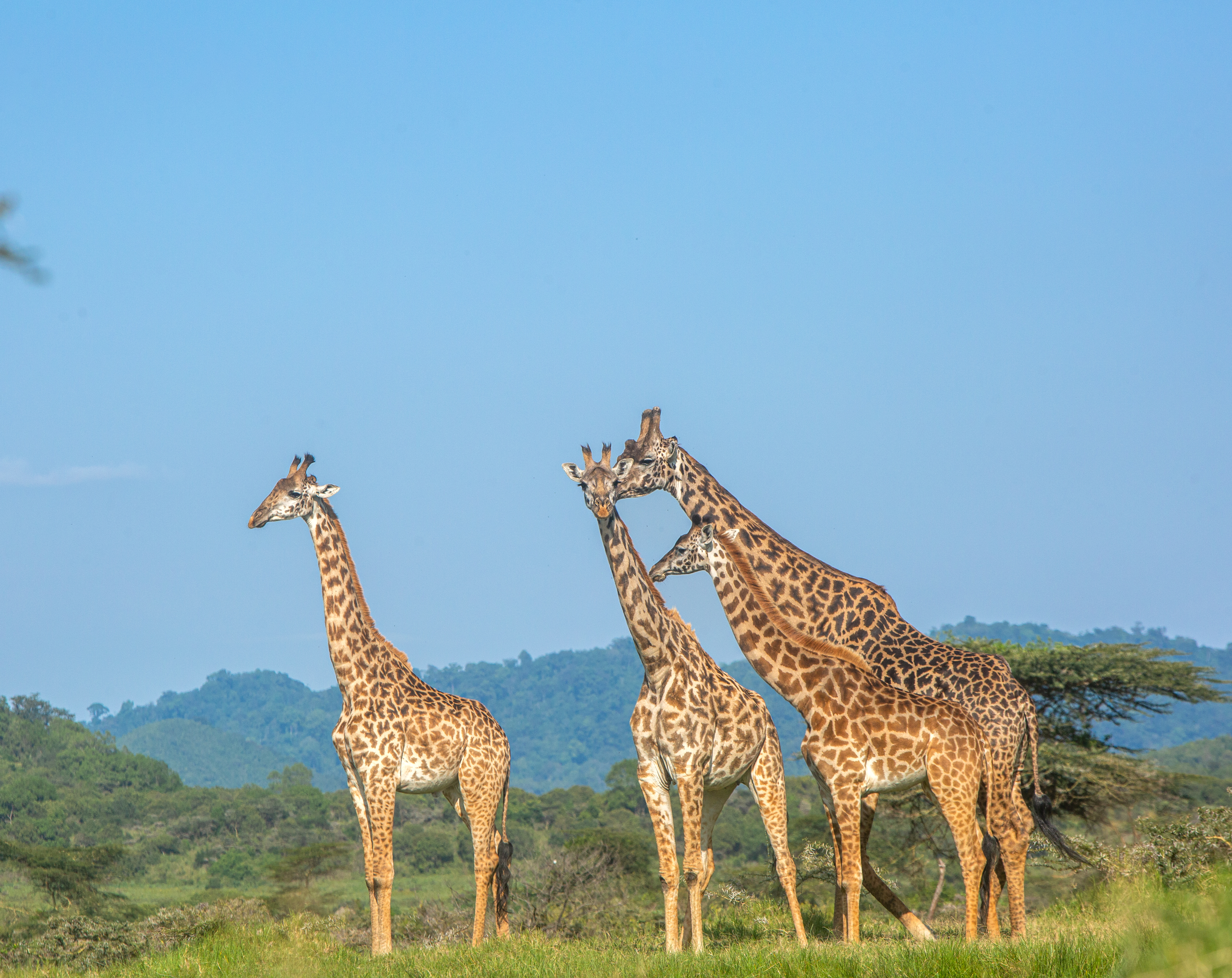 4-daagse Paardrijsafari Buffels, Bergen & Magie - Tanzania - Afbeelding 11