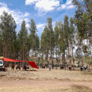 5-daagse paardrijtocht De Paradijsrit door de Andes - Peru - Afbeelding 8