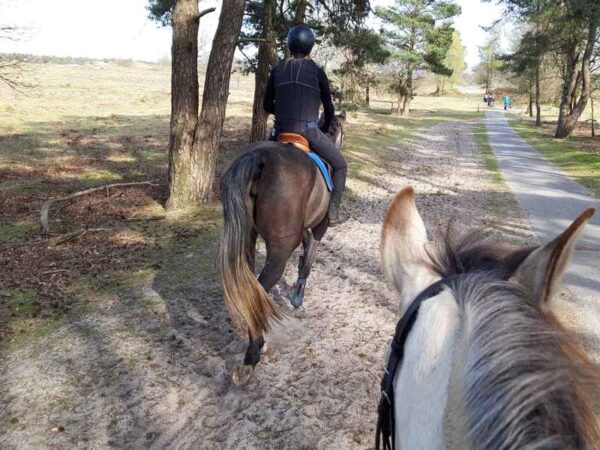 Paardrijkamp met je eigen paard voor jongeren in Westerveld Drenthe - Nederland