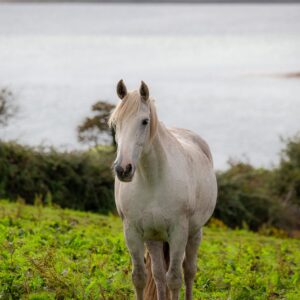 7-daagse paardrijtocht Atlantic Trail  – Ierland - Afbeelding 15