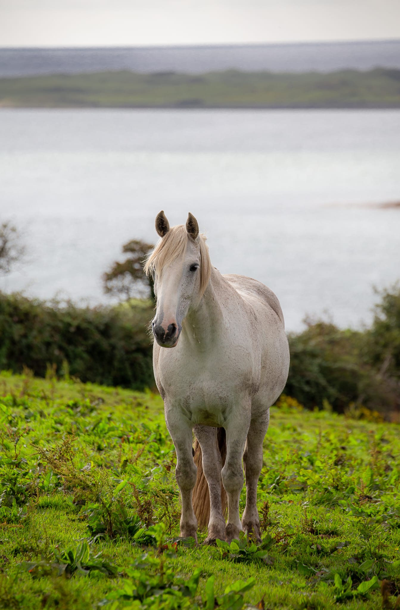 7-daagse paardrijtocht Atlantic Trail  – Ierland