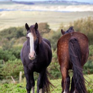 7-daagse paardrijtocht Atlantic Trail  – Ierland - Afbeelding 17