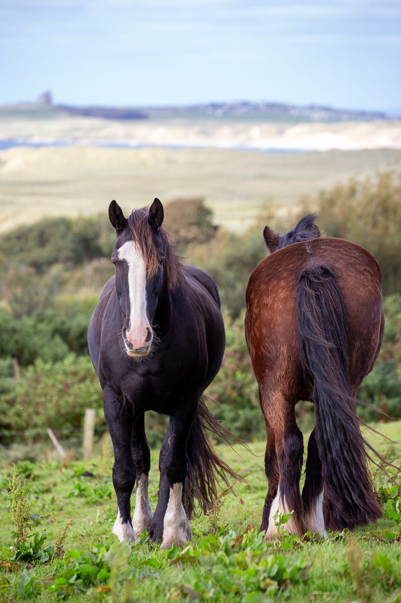 7-daagse paardrijtocht Atlantic Trail  – Ierland