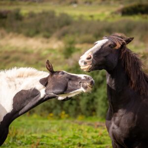 7-daagse paardrijtocht Atlantic Trail  – Ierland - Afbeelding 12