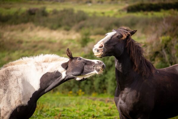 7-daagse paardrijtocht Atlantic Trail  – Ierland