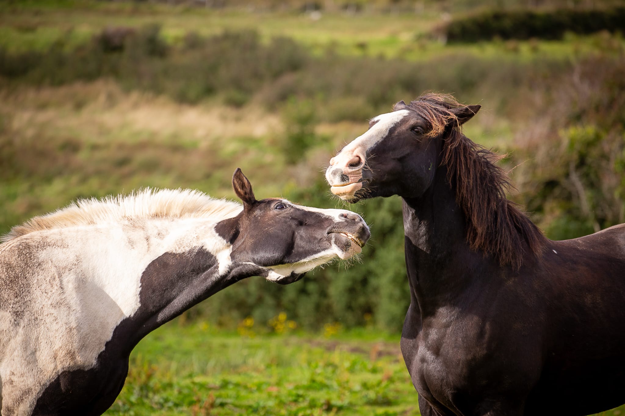 7-daagse paardrijtocht Atlantic Trail  – Ierland - Afbeelding 12
