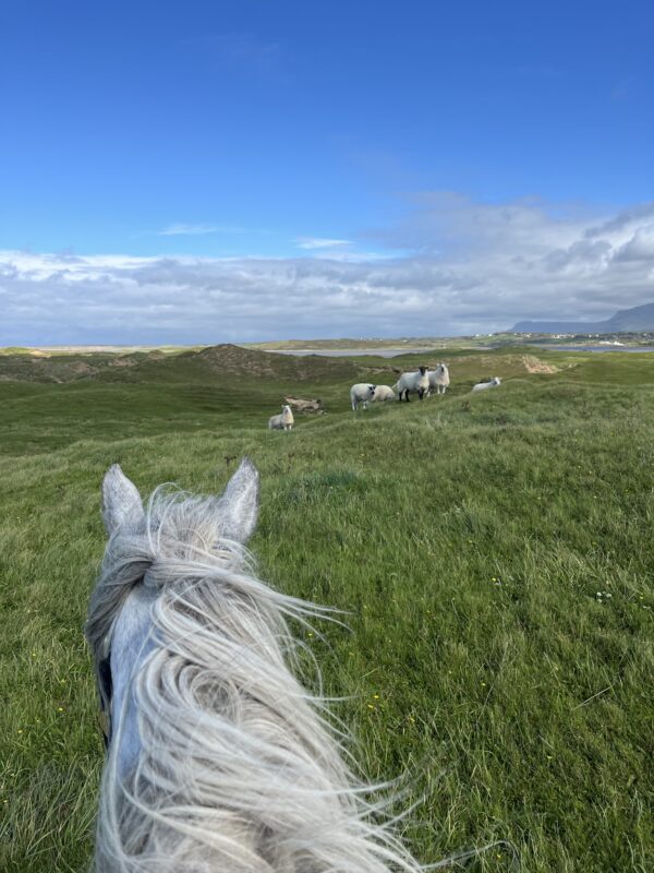 7-daagse paardrijtocht Atlantic Trail  – Ierland