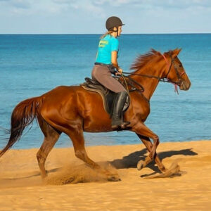 Buitenrit van bos en duinen naar zee Noordwestkust Sardinië - Italië - Afbeelding 2