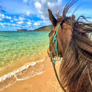Buitenrit voor beginners rond het Baratzmeer Sardinië - Italië - Afbeelding 4