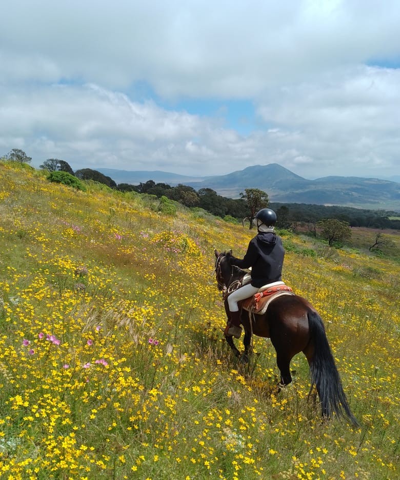 7-daagse paardrijtocht Ranch & Monarch Sanctuary - Mexico - Afbeelding 3