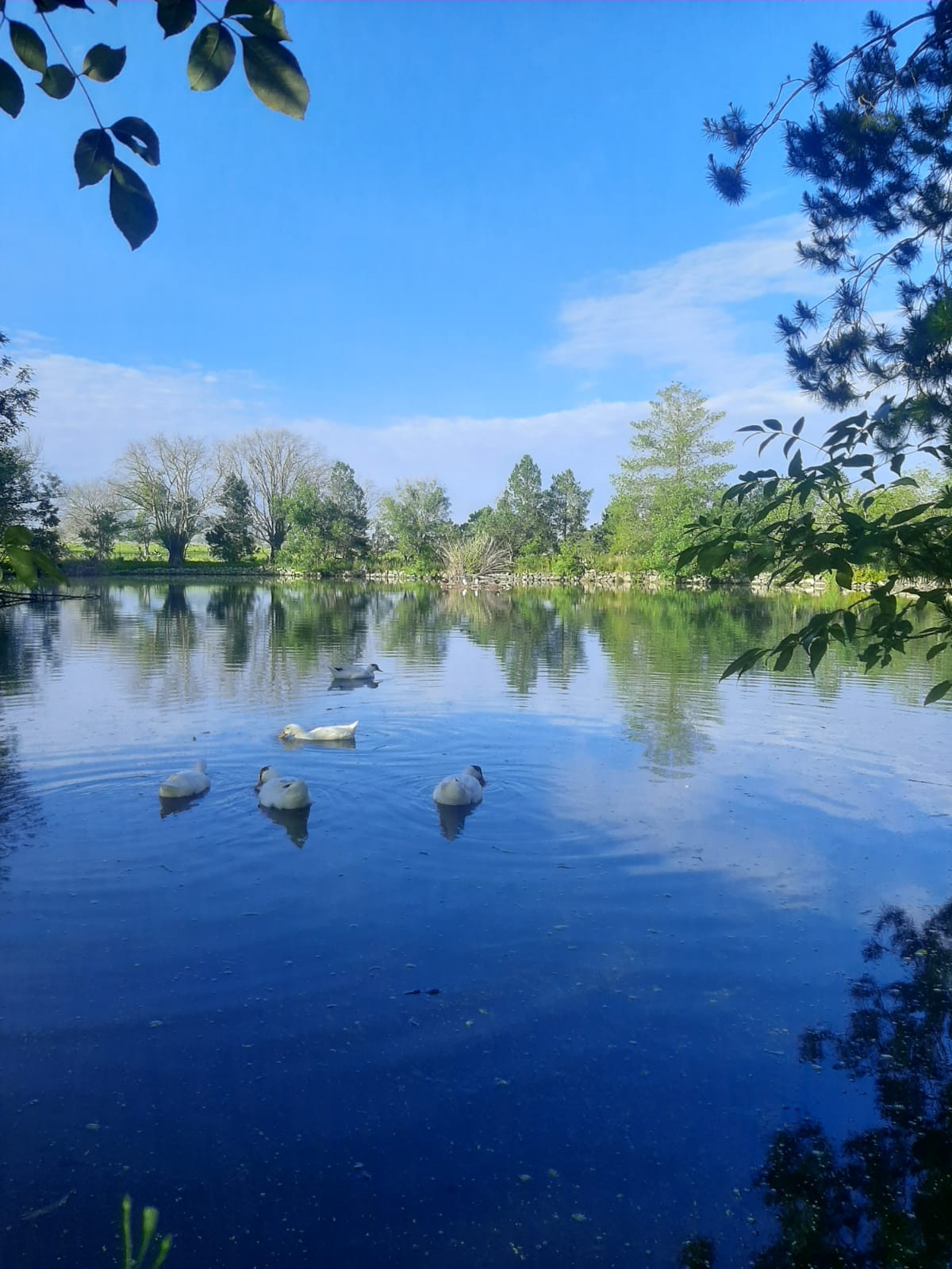 7-daagse paardrijtocht Ranch & Monarch Sanctuary - Mexico - Afbeelding 13