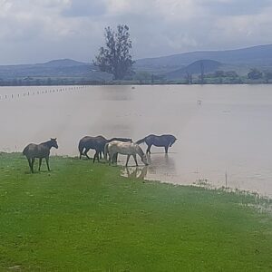 7-daagse paardrijtocht Ranch & Monarch Sanctuary - Mexico - Afbeelding 17