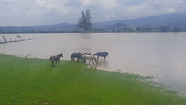 7-daagse paardrijtocht Ranch & Monarch Sanctuary - Mexico