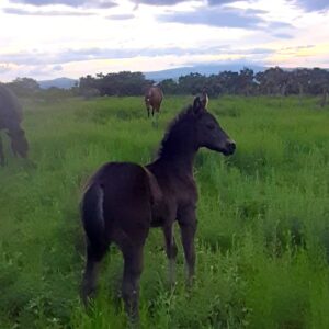 6-daagse paardrijtocht Hidalgo - Mexico - Afbeelding 15