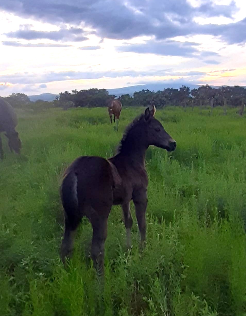6-daagse paardrijtocht Hidalgo - Mexico - Afbeelding 15