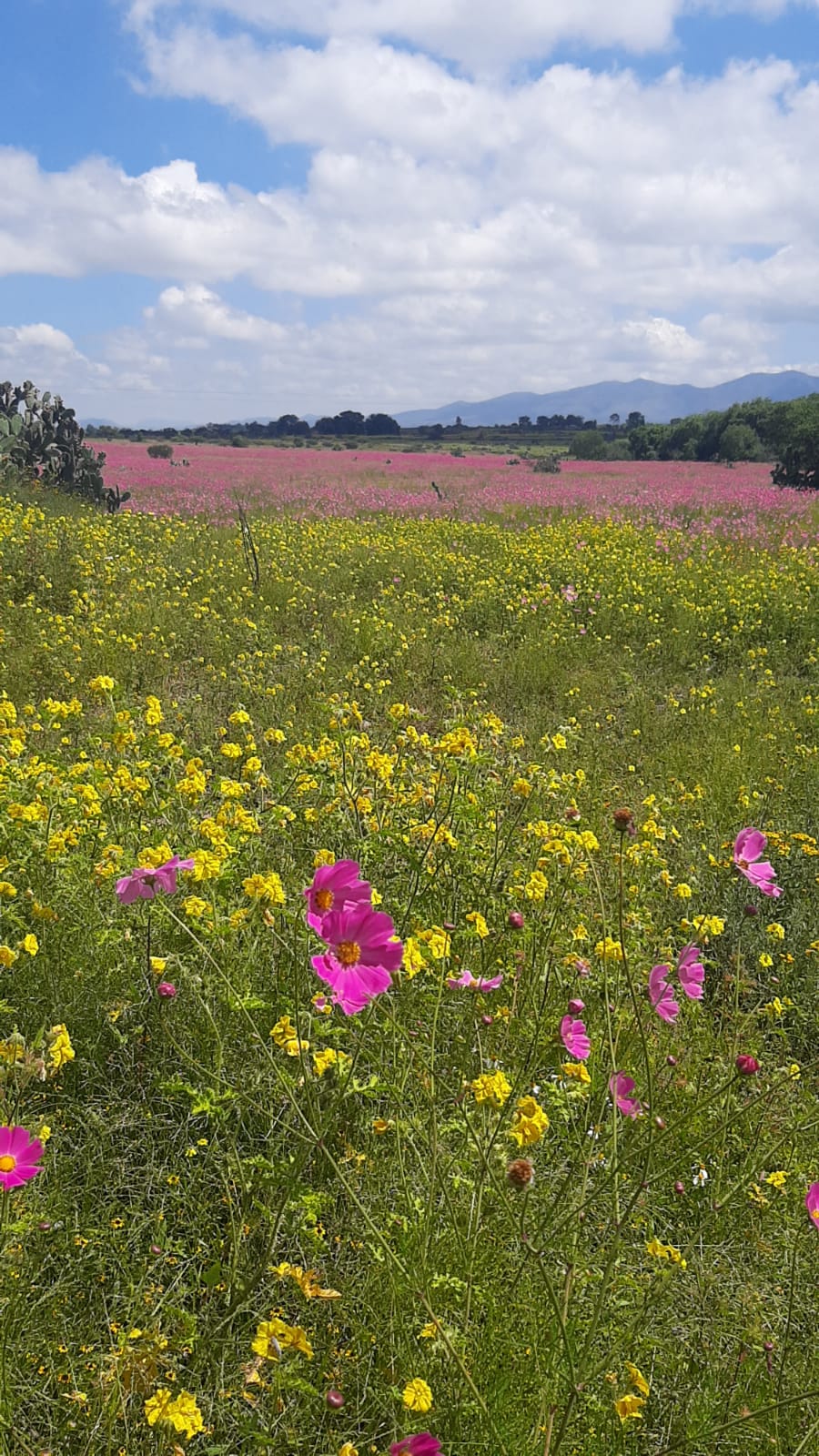 7-daagse paardrijtocht Ranch & Monarch Sanctuary - Mexico