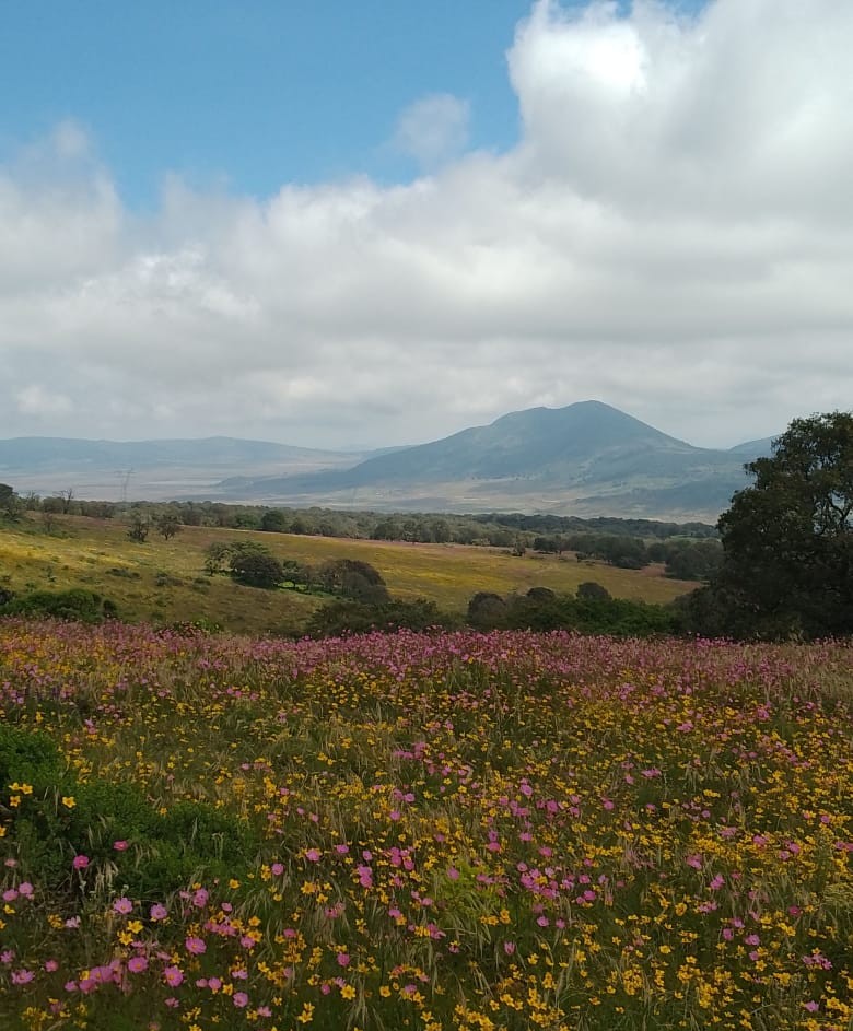 6-daagse paardrijtocht Hidalgo - Mexico - Afbeelding 22
